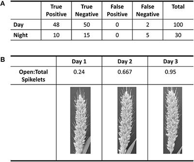 Neural Net Classification Combined With Movement Analysis to Evaluate Setaria viridis as a Model System for Time of Day of Anther Appearance